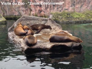 Visite Zoo ZOOm Erlebniswelt